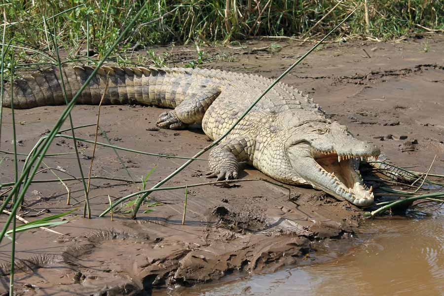 Thailand farmer kills more than hundred critically endangered Crocodile after Typhoon Yagi hit
