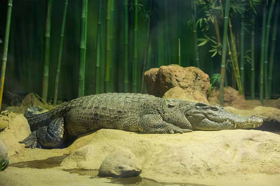 Thailand farmer kills more than hundred critically endangered Crocodile after Typhoon Yagi hit