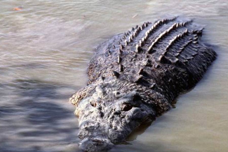 Thailand farmer kills more than hundred critically endangered Crocodile after Typhoon Yagi hit
