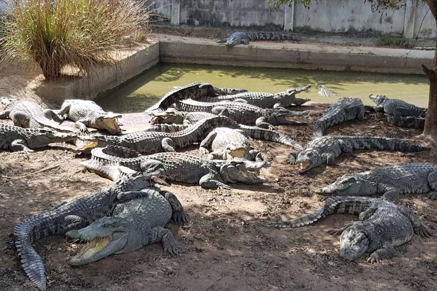 Thailand farmer kills more than hundred critically endangered Crocodile after Typhoon Yagi hit