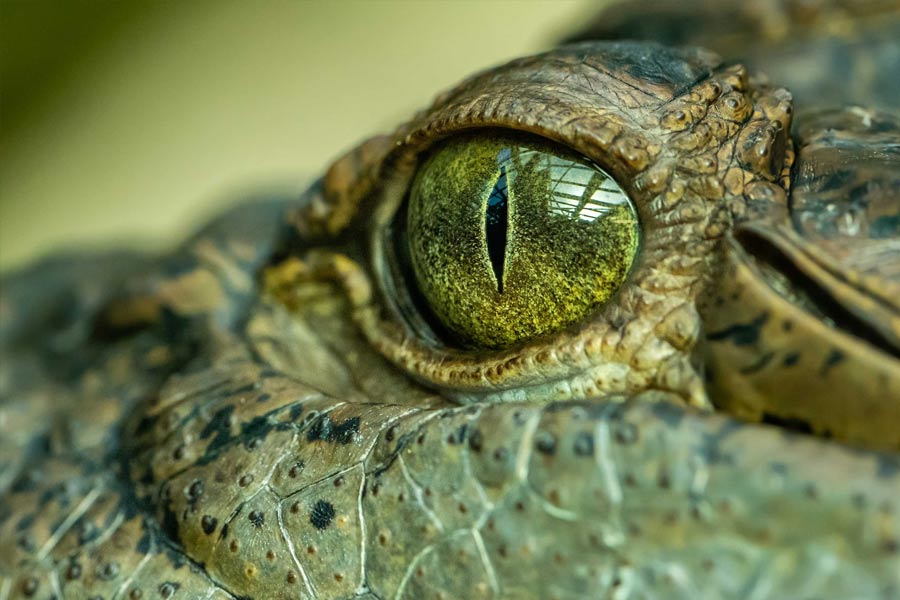 Thailand farmer kills more than hundred critically endangered Crocodile after Typhoon Yagi hit