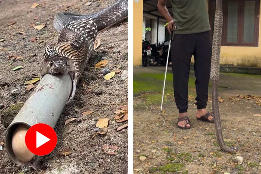 Video of snake swallows pipe, man saves it