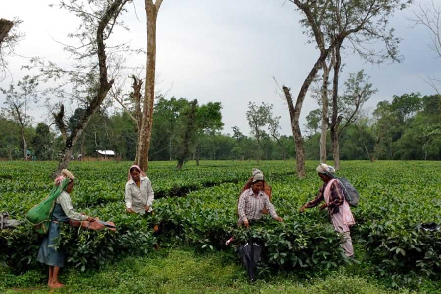 চা-বাগানের শ্রমিক।