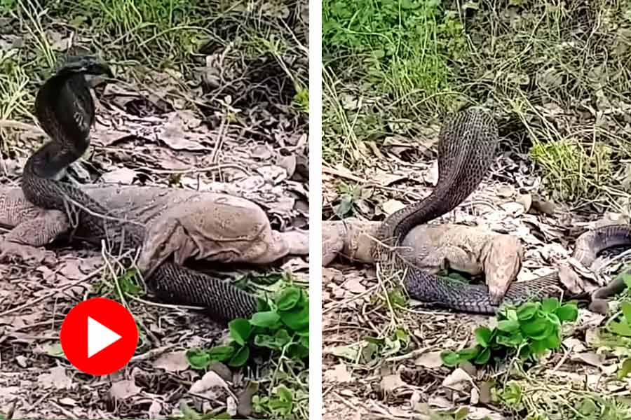 Viral video of encounter of black cobra and Monitor Lizard