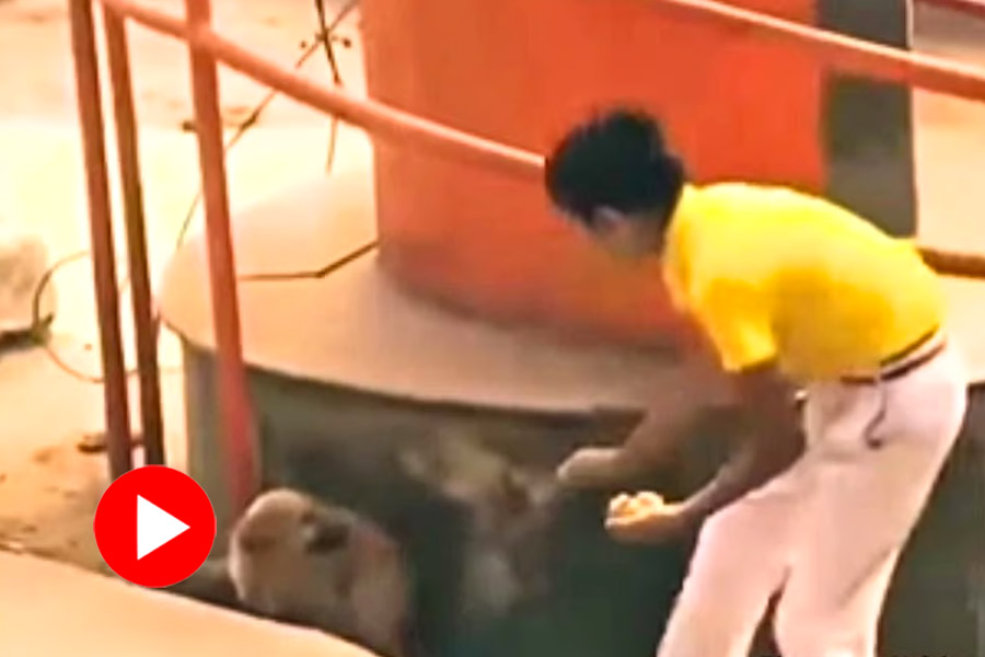 Video of school boy sharing tiffin with stray dog