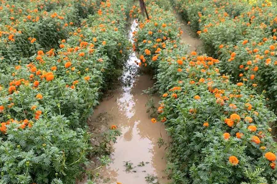 Flower farming is affected due to heavy rain