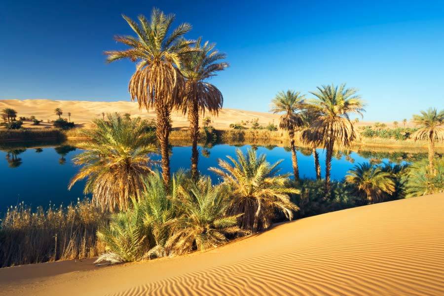More vegetation than normal is growing in the Sahara Desert 