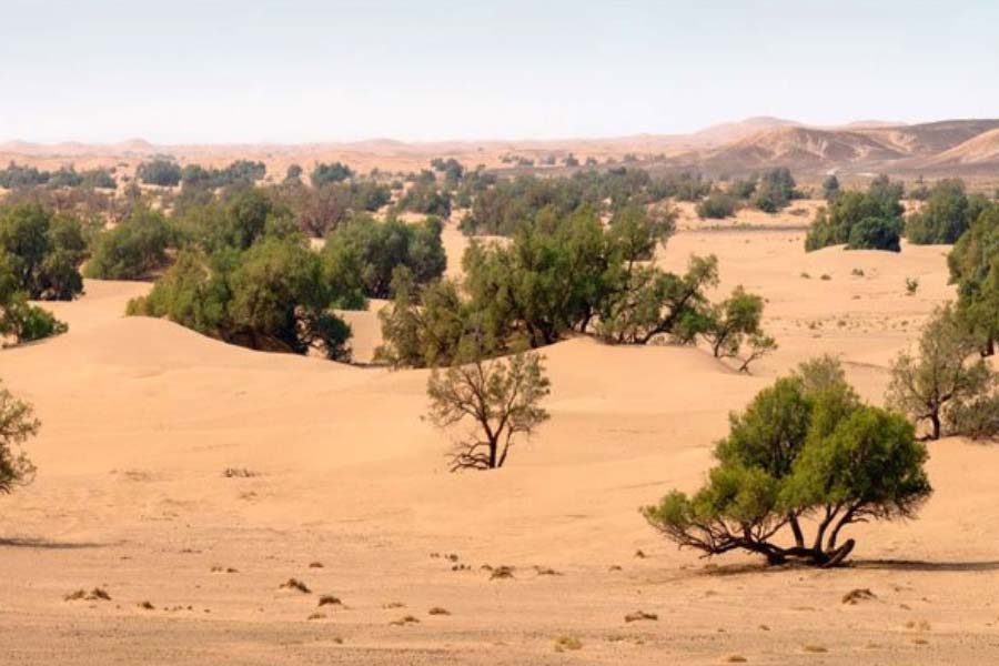 More vegetation than normal is growing in the Sahara Desert 