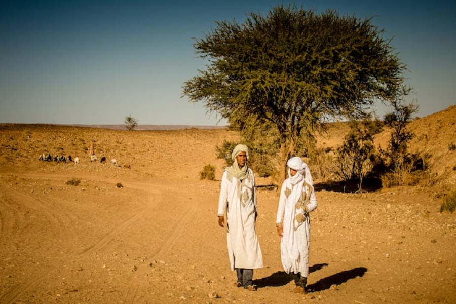 More vegetation than normal is growing in the Sahara Desert 