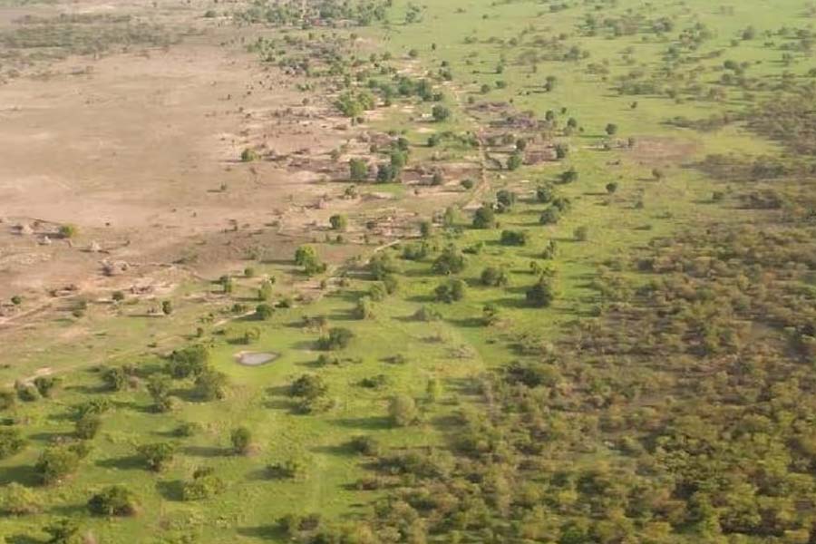 More vegetation than normal is growing in the Sahara Desert 