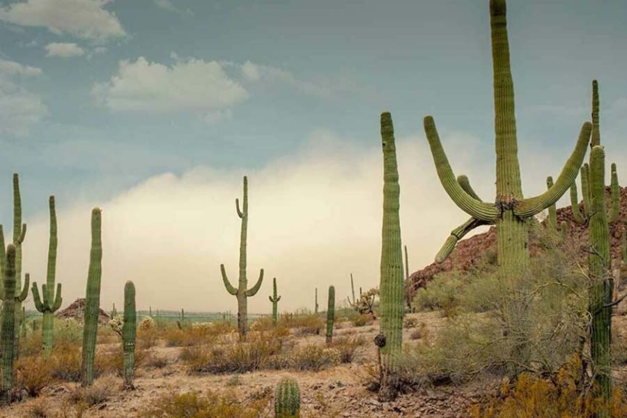 More vegetation than normal is growing in the Sahara Desert 