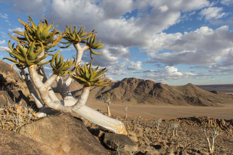 More vegetation than normal is growing in the Sahara Desert 