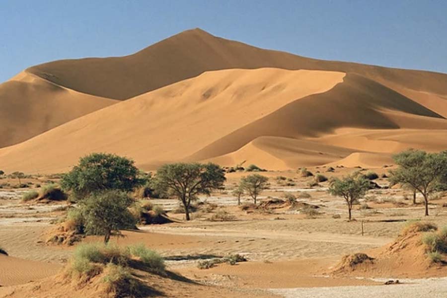 More vegetation than normal is growing in the Sahara Desert 