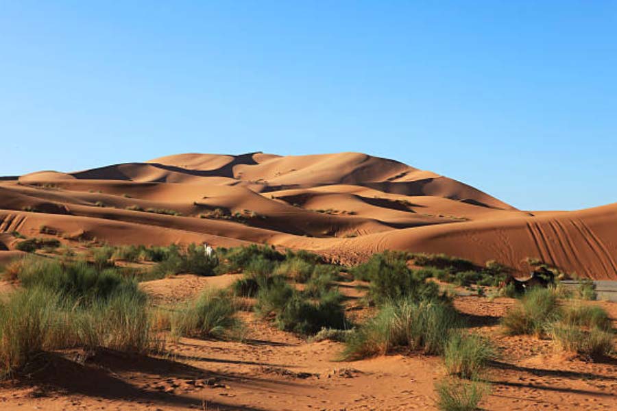 More vegetation than normal is growing in the Sahara Desert 