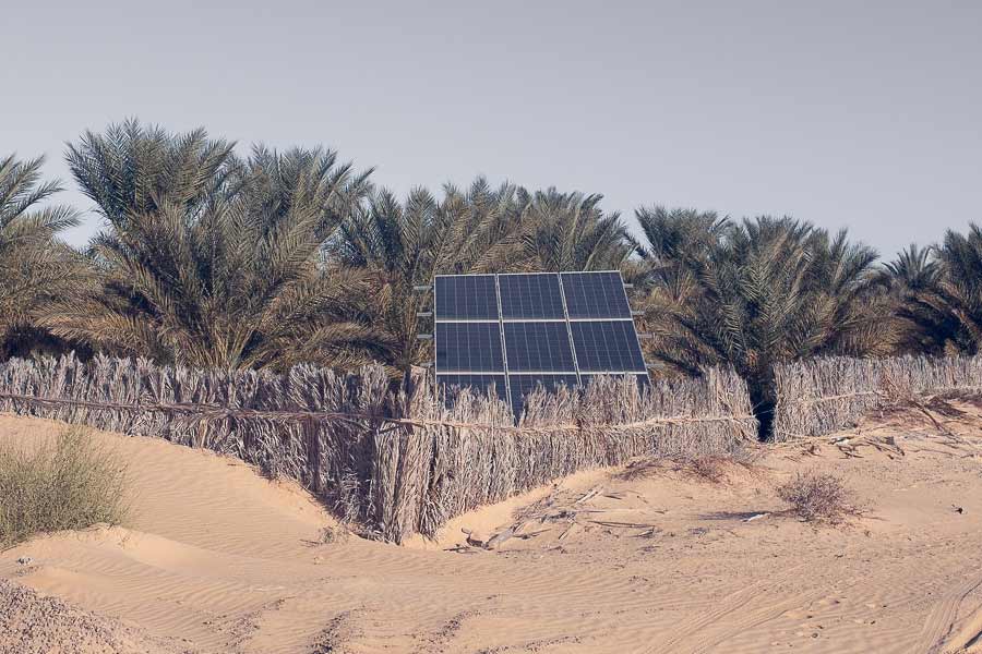 More vegetation than normal is growing in the Sahara Desert 