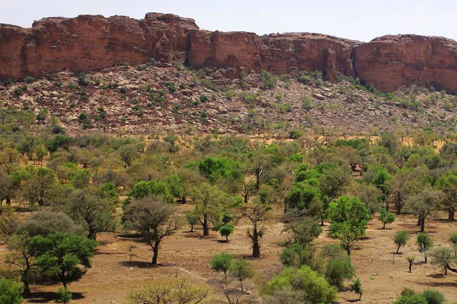 More vegetation than normal is growing in the Sahara Desert 