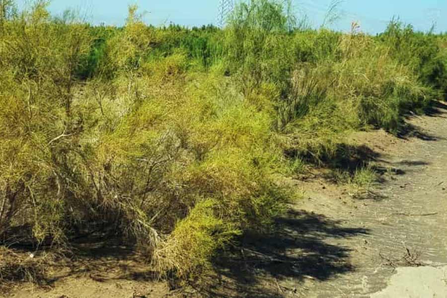 More vegetation than normal is growing in the Sahara Desert 