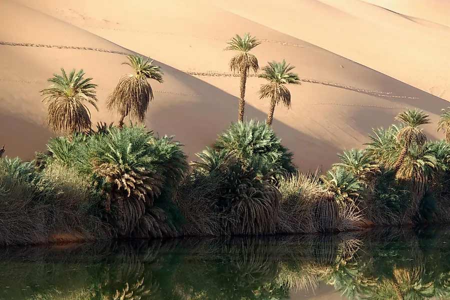 More vegetation than normal is growing in the Sahara Desert 