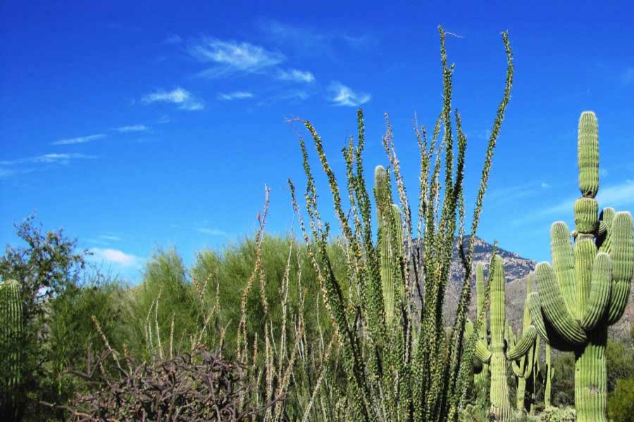 More vegetation than normal is growing in the Sahara Desert 