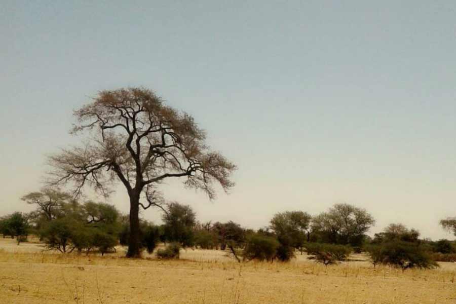 More vegetation than normal is growing in the Sahara Desert 