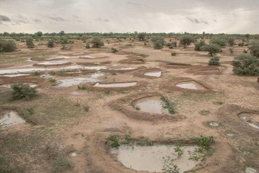 More vegetation than normal is growing in the Sahara Desert 