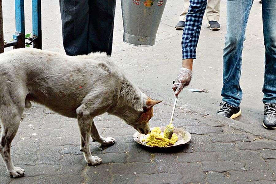 ২) এই দিন যে কোনও পশুপাখিকে খাবার খাওয়ানো খুব শুভ।