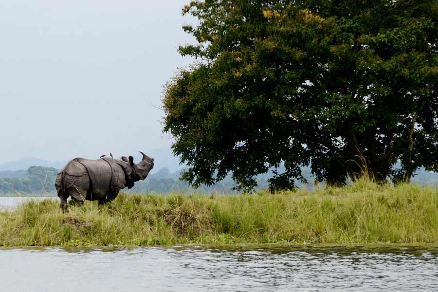 গুয়াহাটি গেলে কাজিরাঙা বাদ দেবেন না।