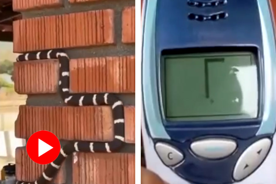 Video of kingsnake climbing wall goes viral, Reminds people of popular phone game