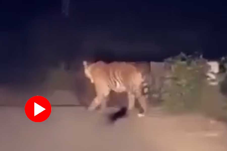 Tiger spotted freely roaming on road in Uttar Pradesh, video caught attention