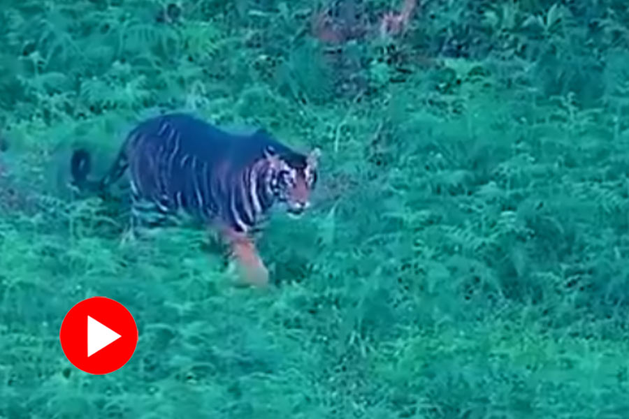 Video of black tiger in Similipal Tiger Reserve goes viral