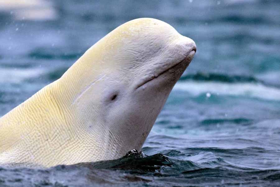 A beluga whale "Hvaldimir" died of bacterial infection, claimed Norwegian Police 
