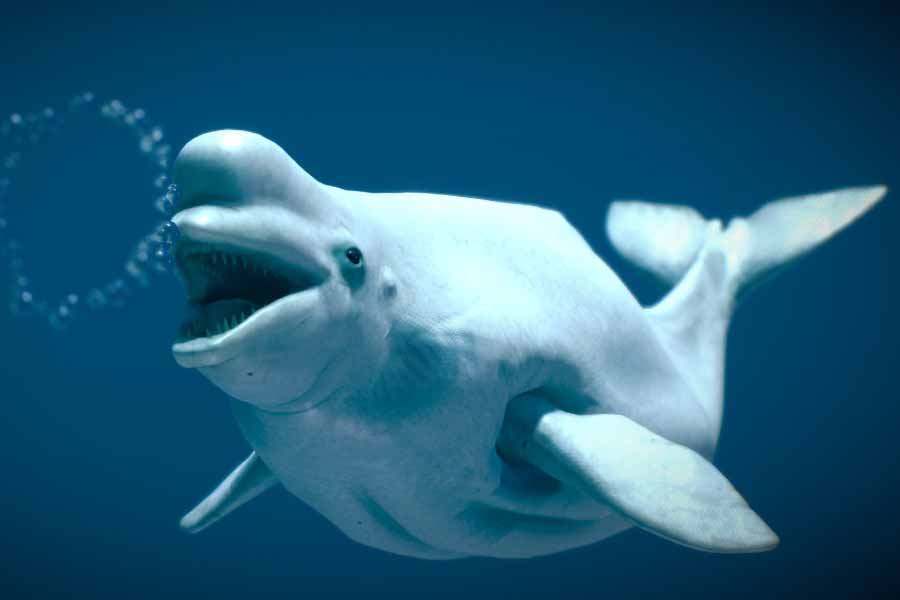 A beluga whale "Hvaldimir" died of bacterial infection, claimed Norwegian Police 