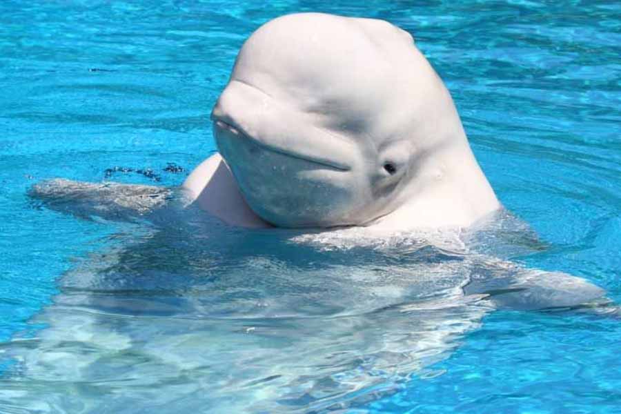 A beluga whale "Hvaldimir" died of bacterial infection, claimed Norwegian Police 