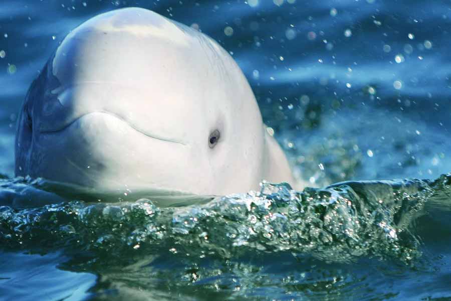 A beluga whale "Hvaldimir" died of bacterial infection, claimed Norwegian Police 