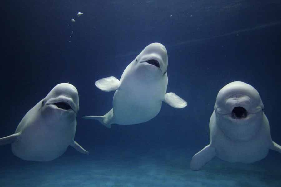 A beluga whale "Hvaldimir" died of bacterial infection, claimed Norwegian Police 