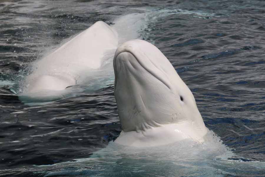 A beluga whale "Hvaldimir" died of bacterial infection, claimed Norwegian Police 