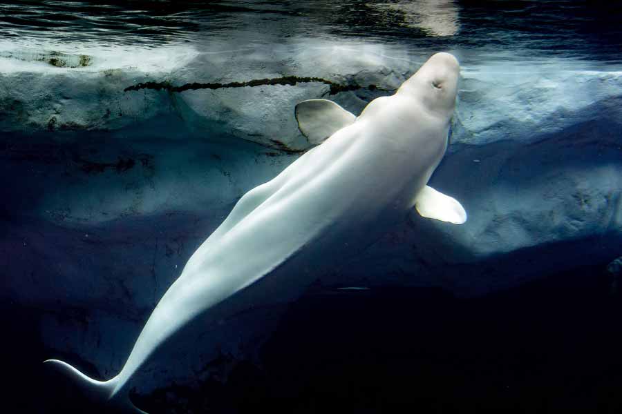A beluga whale "Hvaldimir" died of bacterial infection, claimed Norwegian Police 