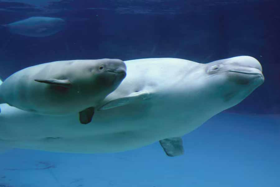 A beluga whale "Hvaldimir" died of bacterial infection, claimed Norwegian Police 
