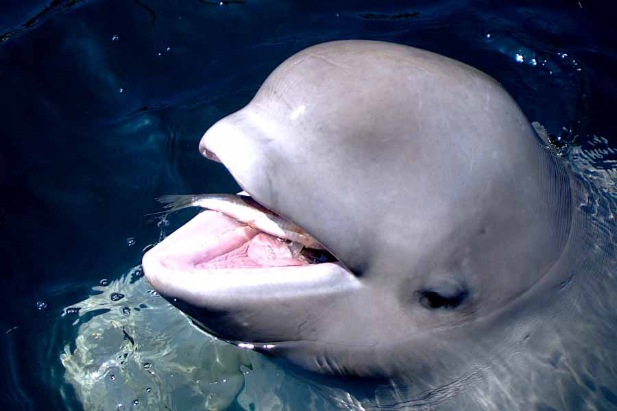 A beluga whale "Hvaldimir" died of bacterial infection, claimed Norwegian Police 