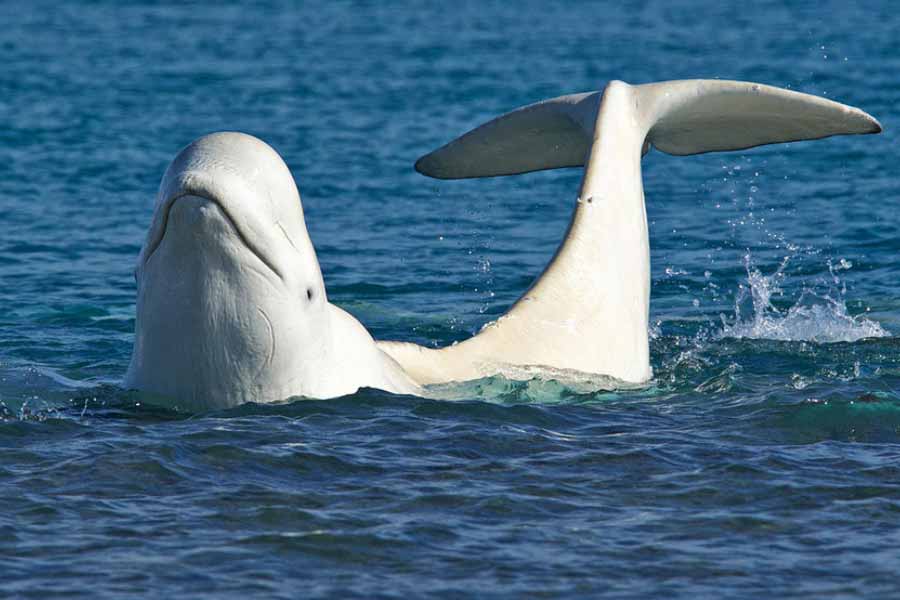 A beluga whale "Hvaldimir" died of bacterial infection, claimed Norwegian Police 