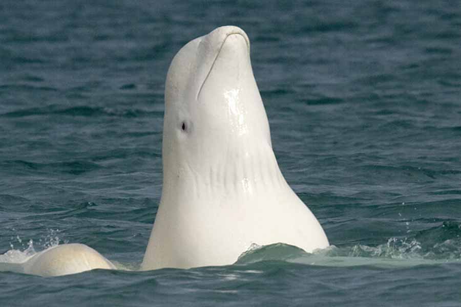 A beluga whale "Hvaldimir" died of bacterial infection, claimed Norwegian Police 