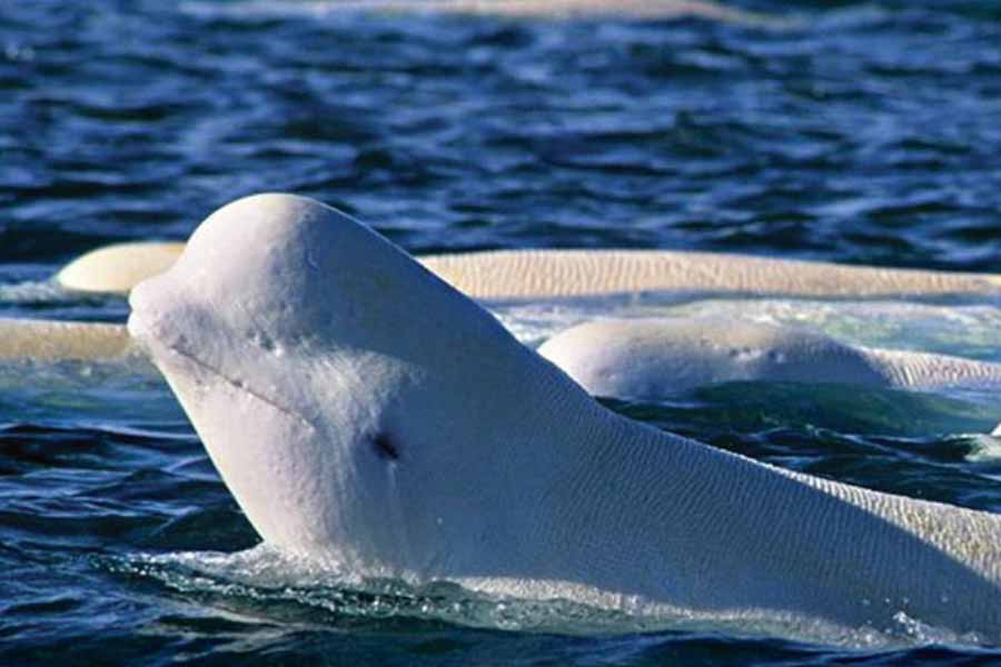 A beluga whale "Hvaldimir" died of bacterial infection, claimed Norwegian Police 