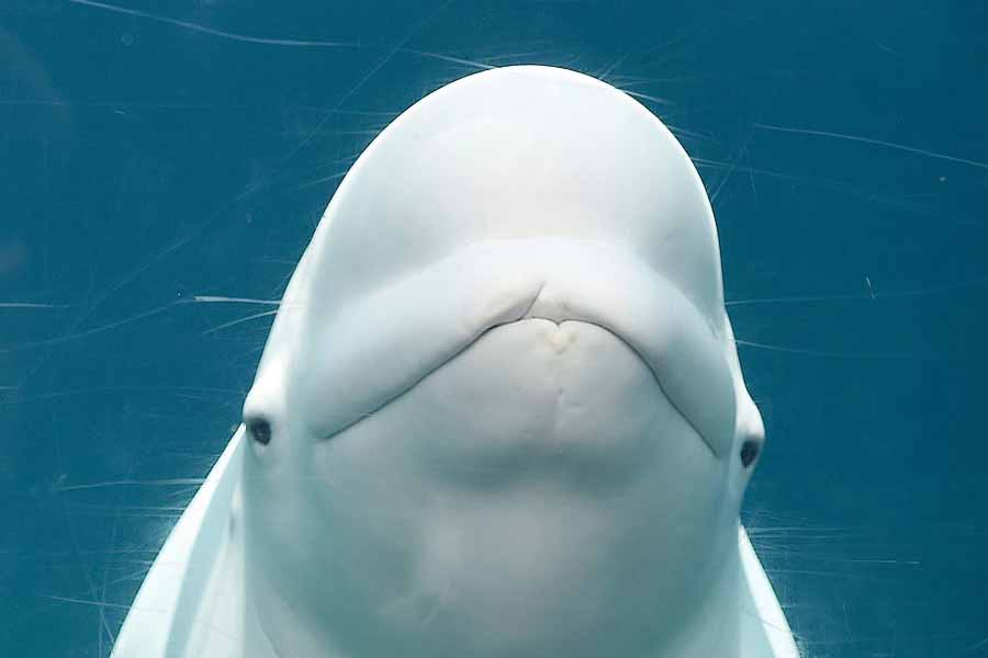 A beluga whale "Hvaldimir" died of bacterial infection, claimed Norwegian Police 