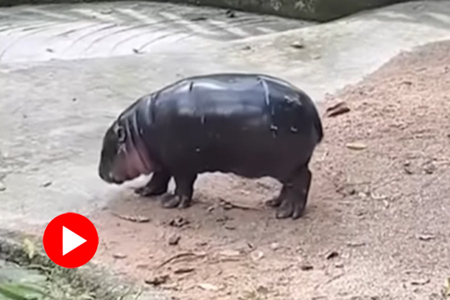 Video of baby pygmy hippo moo deng moonwalking goes viral