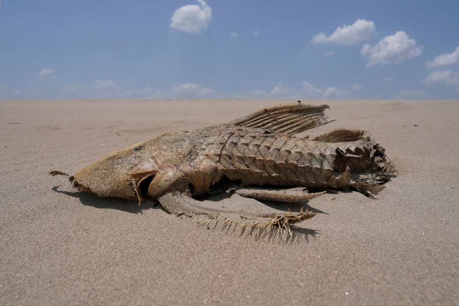 Amazon tributary Solimoes depth drops record low due to severe drought in Brazil 