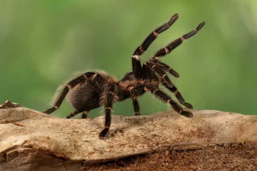 Tarantulas love story hundreds of male spiders in search of mates in Colorado USA 