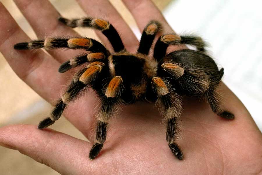 Tarantulas love story hundreds of male spiders in search of mates in Colorado USA