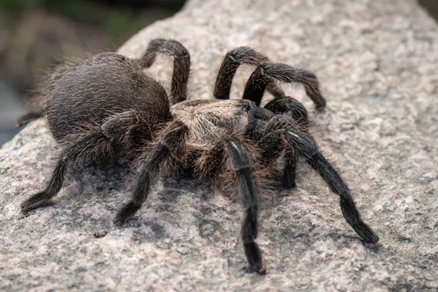 Tarantulas love story hundreds of male spiders in search of mates in Colorado USA 
