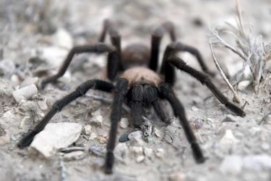 Tarantulas love story hundreds of male spiders in search of mates in Colorado USA 