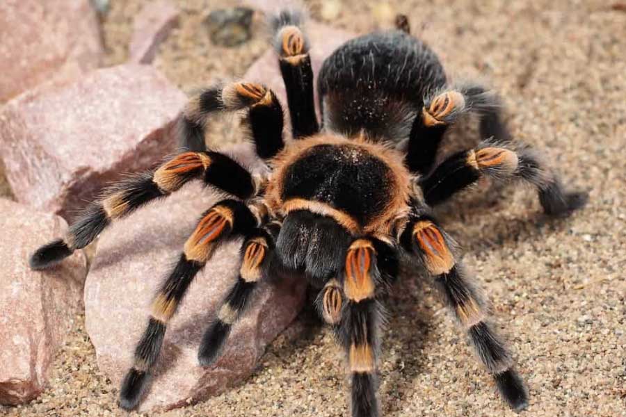 Tarantulas love story hundreds of male spiders in search of mates in Colorado USA 